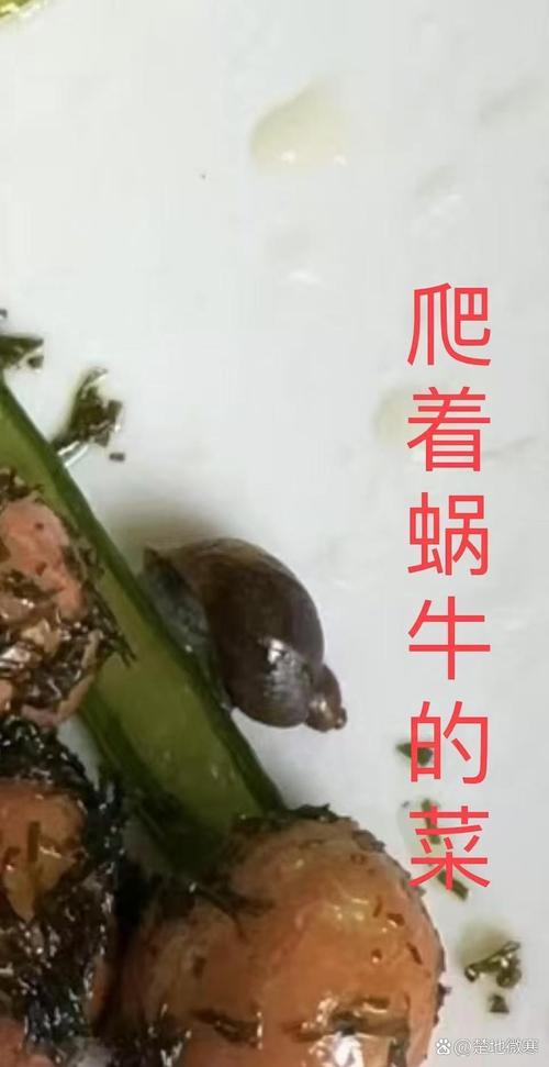 半条打一正确动物-半条虫子是什么意思