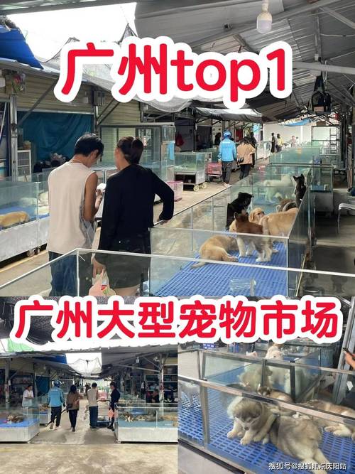 上门回收宠物猫-上门回收宠物猫广州