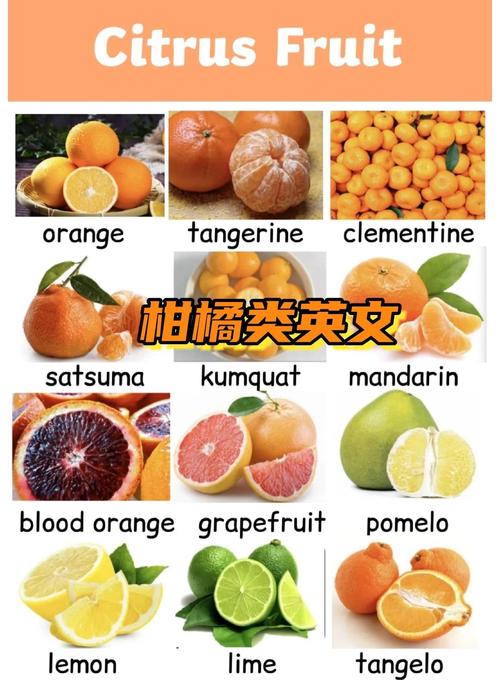 lime是酸橙还是青柠-lime是酸橙还是青柠英文怎么读